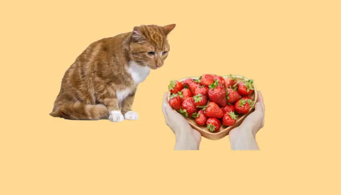 do cats like strawberries