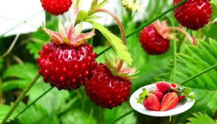 are wild strawberries safe to eat