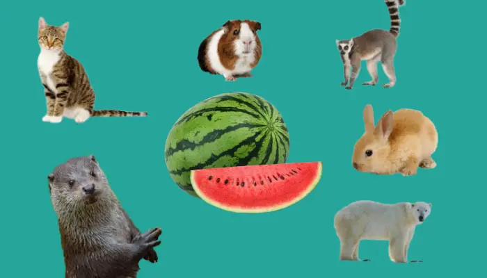 What Animals Eat Watermelons