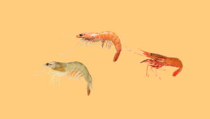 What Does Shrimp Taste Like? - Foods Fact