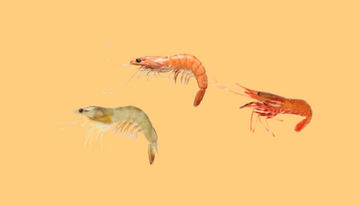 what does shrimp taste like