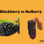 Blackberry vs Mulberry